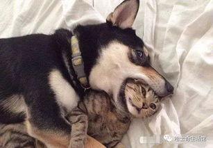 猫咪遥控爆料视频大全下载,盘点萌宠趣味视频大全 第1张 猫咪遥控爆料视频大全下载,盘点萌宠趣味视频大全 第1张